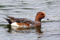 Wigeon