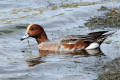 Wigeon