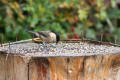 Willow Tit