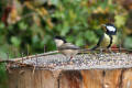 Willow Tit