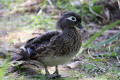 Wood Duck