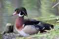 Wood Duck