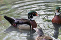 Wood Duck