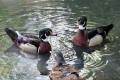 Wood Duck