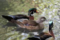 Wood Duck