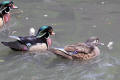 Wood Duck