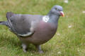 Wood Pigeon