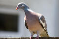 Wood Pigeon