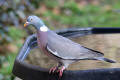 Wood Pigeon