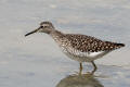 Wood Sandpiper