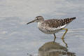 Wood Sandpiper