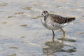 Wood Sandpiper