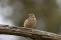 Woodlark