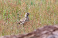 Woodlark