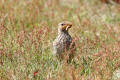 Woodlark