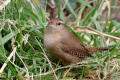 Wren