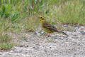 Yellowhammer