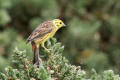 Yellowhammer