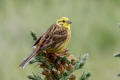 Yellowhammer