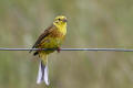 Yellowhammer