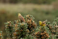 Yellowhammer