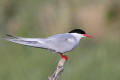 Arctic Tern