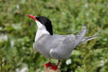 Arctic Tern