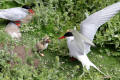 Arctic Tern