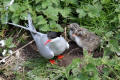 Arctic Tern