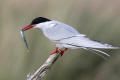 Arctic Tern