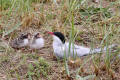 Arctic Tern