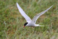 Arctic Tern