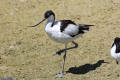 Avocet