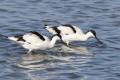 Avocet
