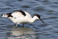 Avocet