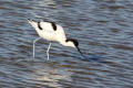 Avocet