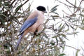 Azure-winged Magpie