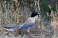 Azure-winged Magpie