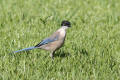 Azure-winged Magpie