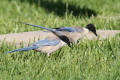 Azure-winged Magpie