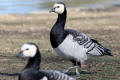 Barnacle Goose