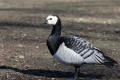 Barnacle Goose