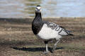 Barnacle Goose