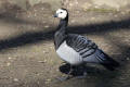 Barnacle Goose