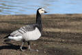 Barnacle Goose