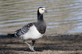 Barnacle Goose