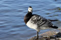 Barnacle Goose