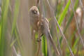 Bearded Tit