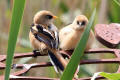 Bearded Tit