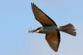 Bee-eater